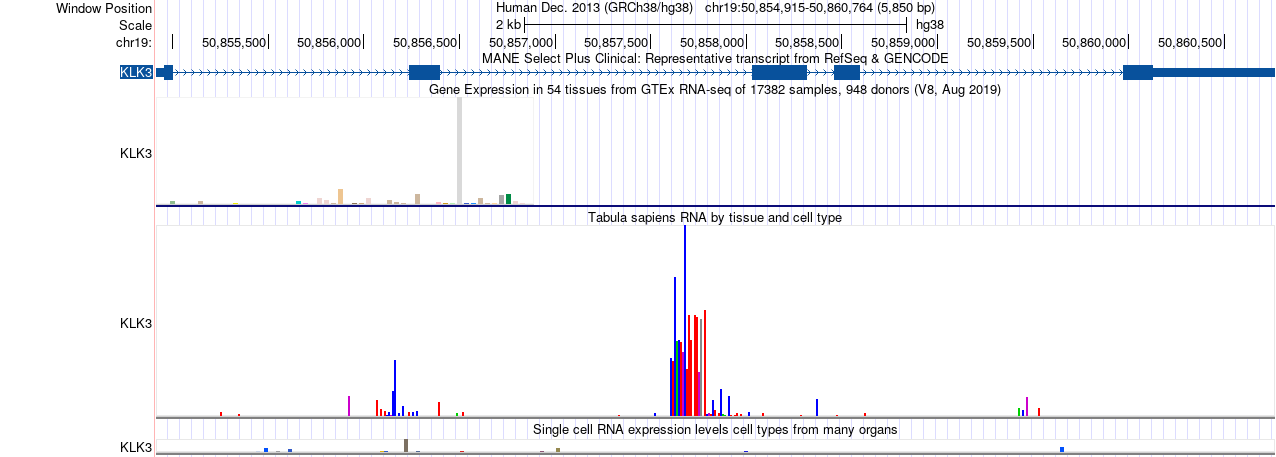 Expression tracks at KLK3 on hg38: GTEx, Tabula Sapiens, and single-cell