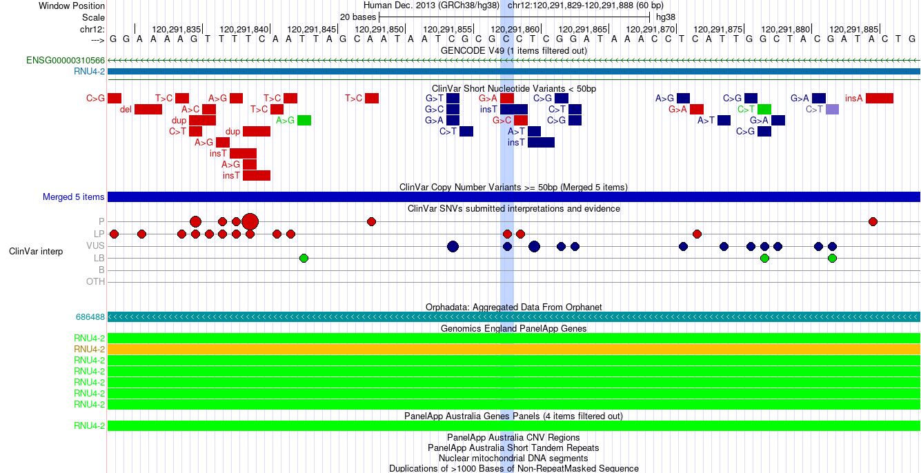 RNU4-2 snRNA-gene variant on hg38